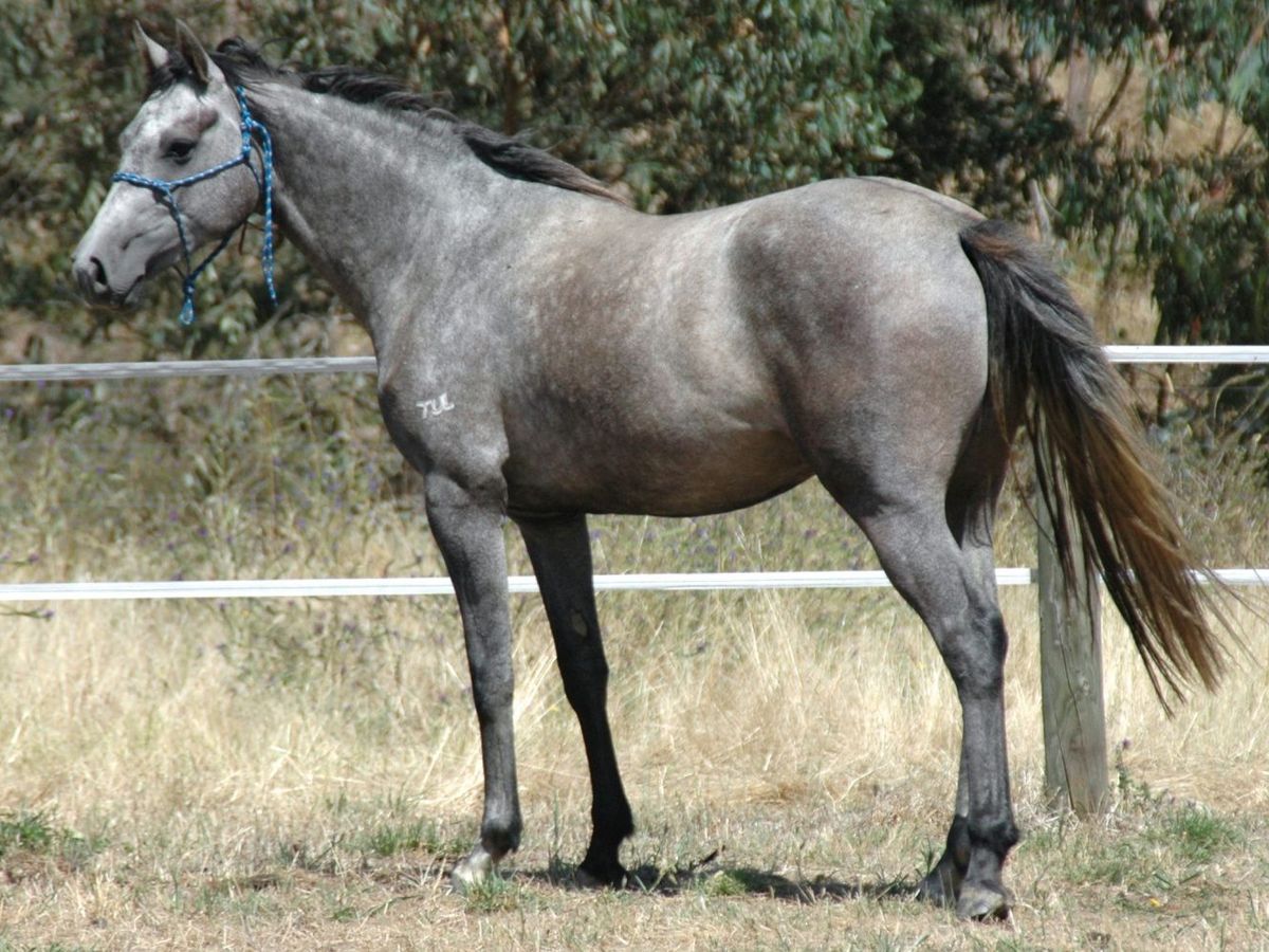 Tulara Cachio — photo 2