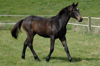 Chicos Boy Colt