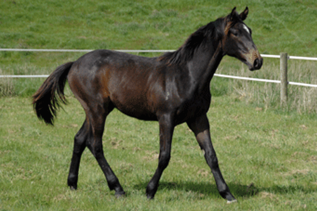 Chicos Boy Colt