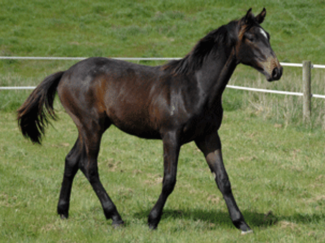 Chicos Boy Colt