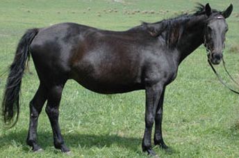 Centaur Gaia — photo 2
