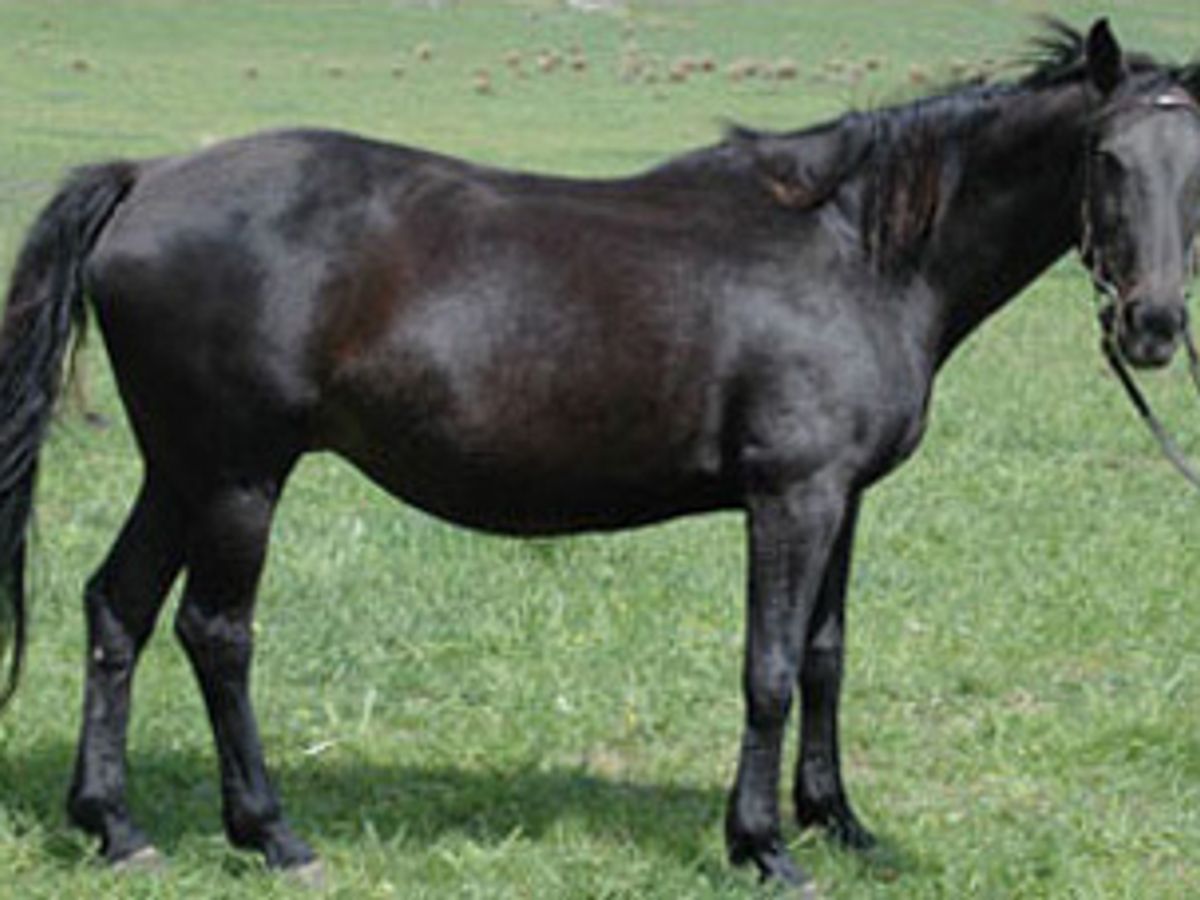 Centaur Gaia — photo 2