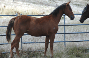 Colman Colt — photo 2