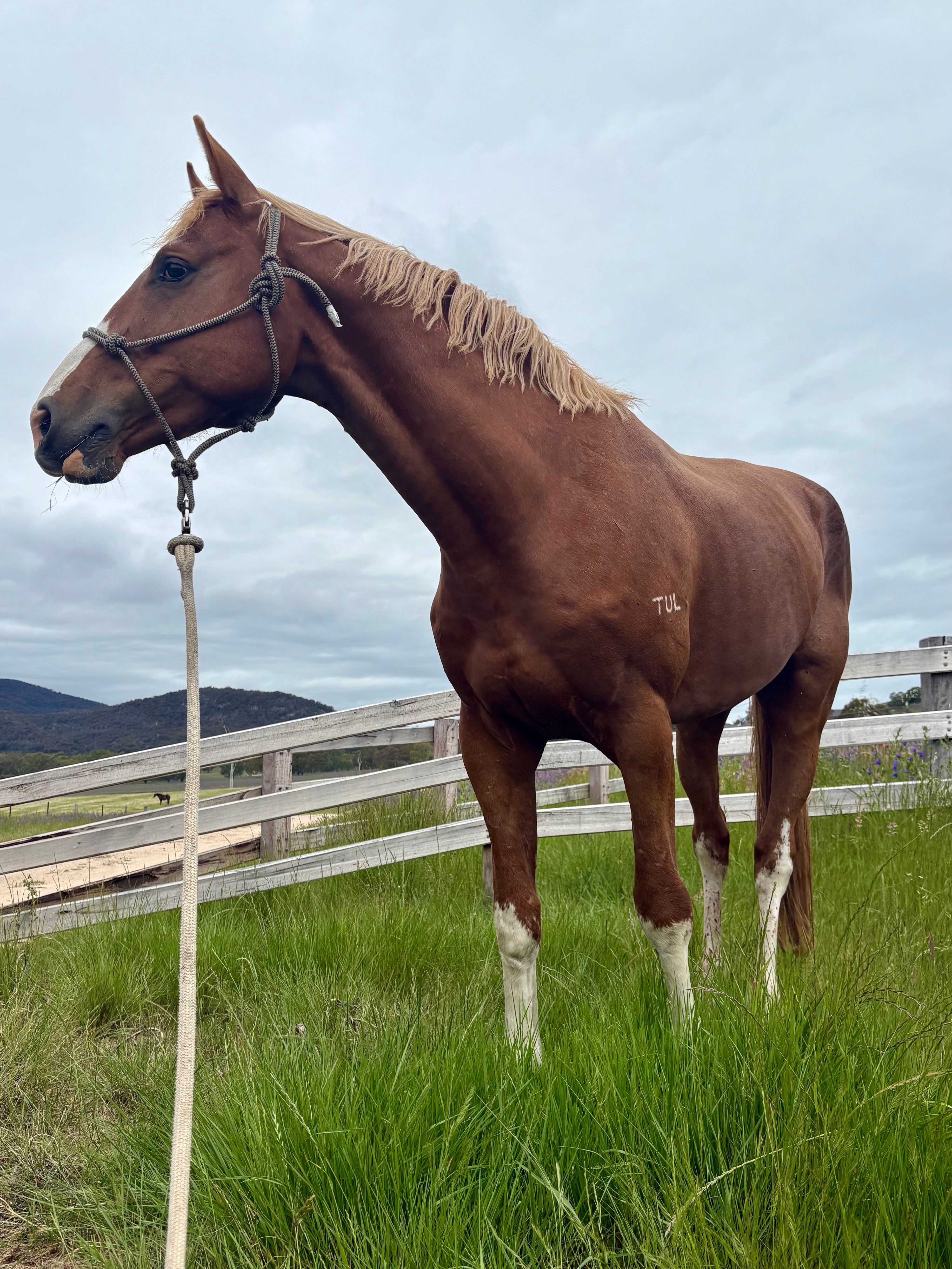 Emperor in paddock