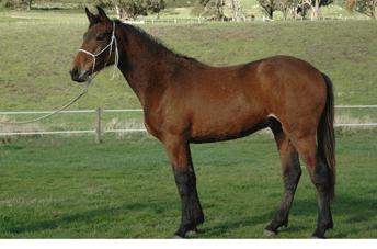 Chicos Boy Gelding