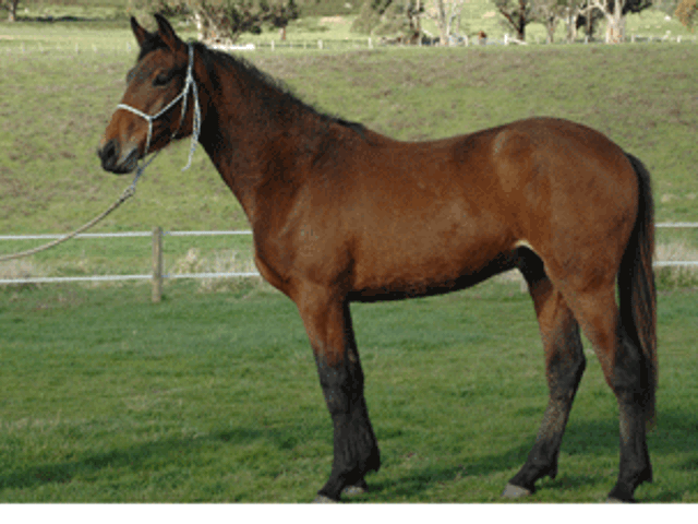 Chicos Boy Gelding