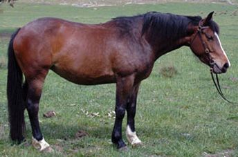 Tulara Tanzee (Contango II)