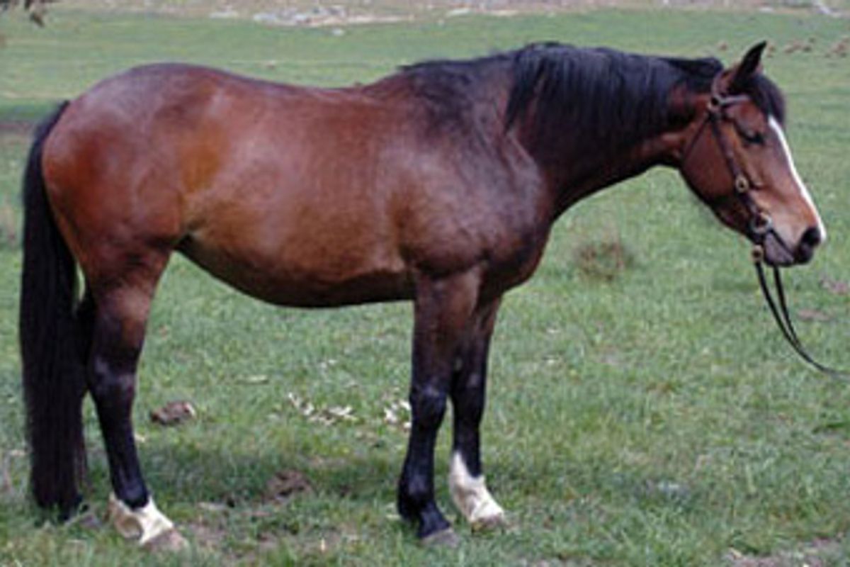 Tulara Tanzee (Contango II)