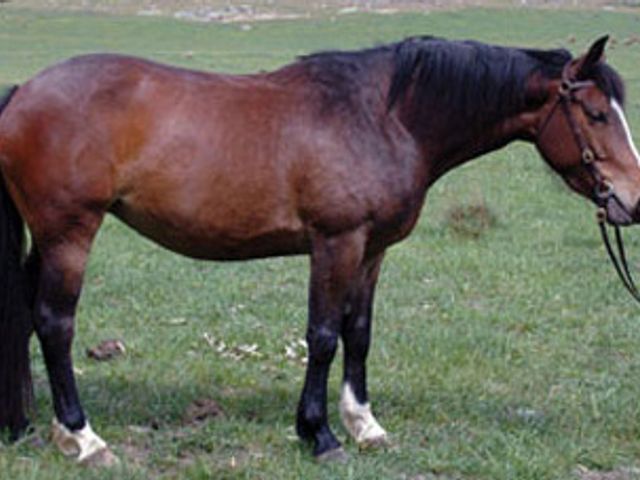 Tulara Tanzee (Contango II)