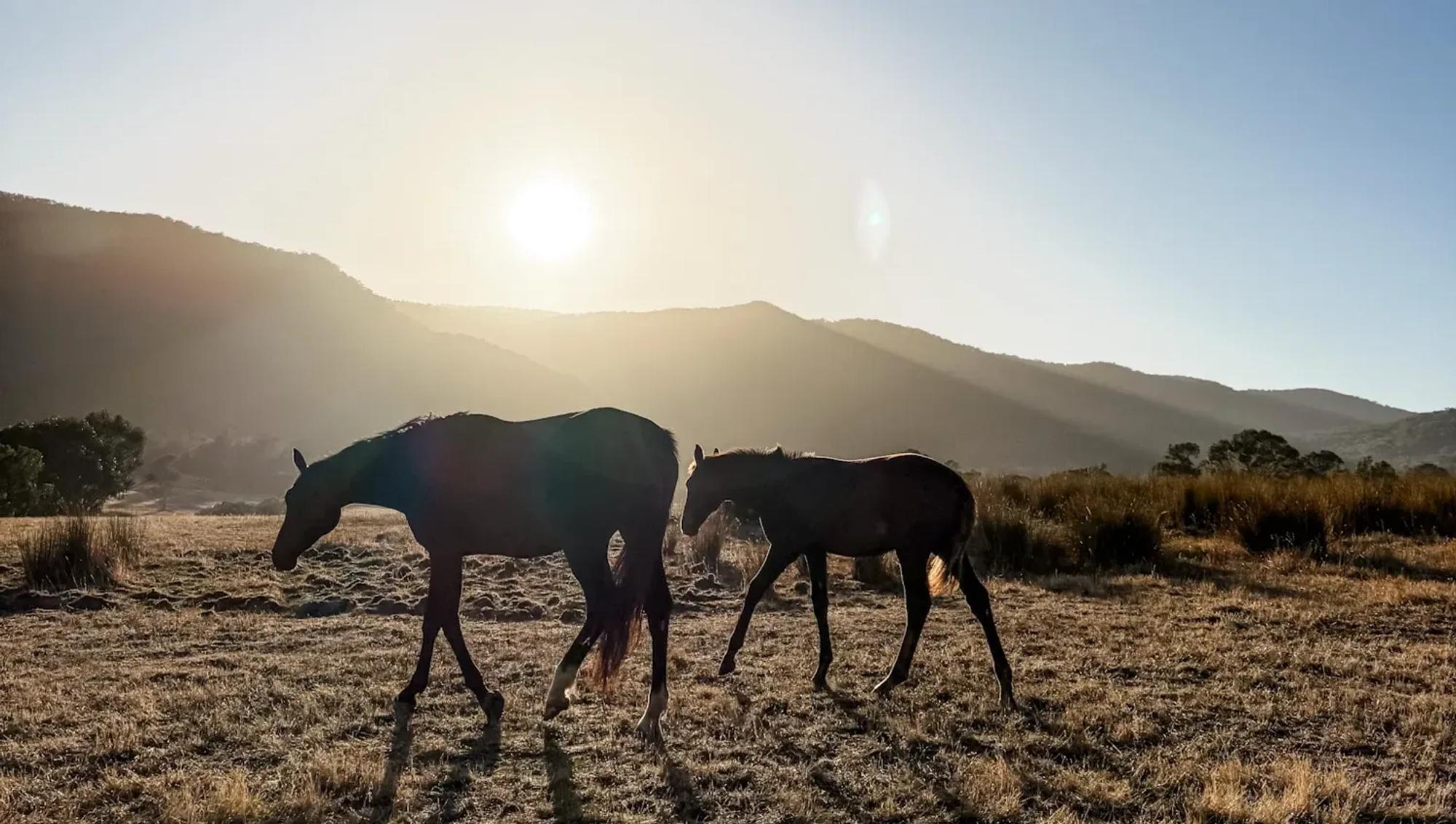 Two horses silhouetted against the sunrise over the High Country hills