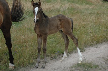 Coronas Colt