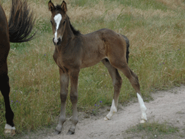 Coronas Colt