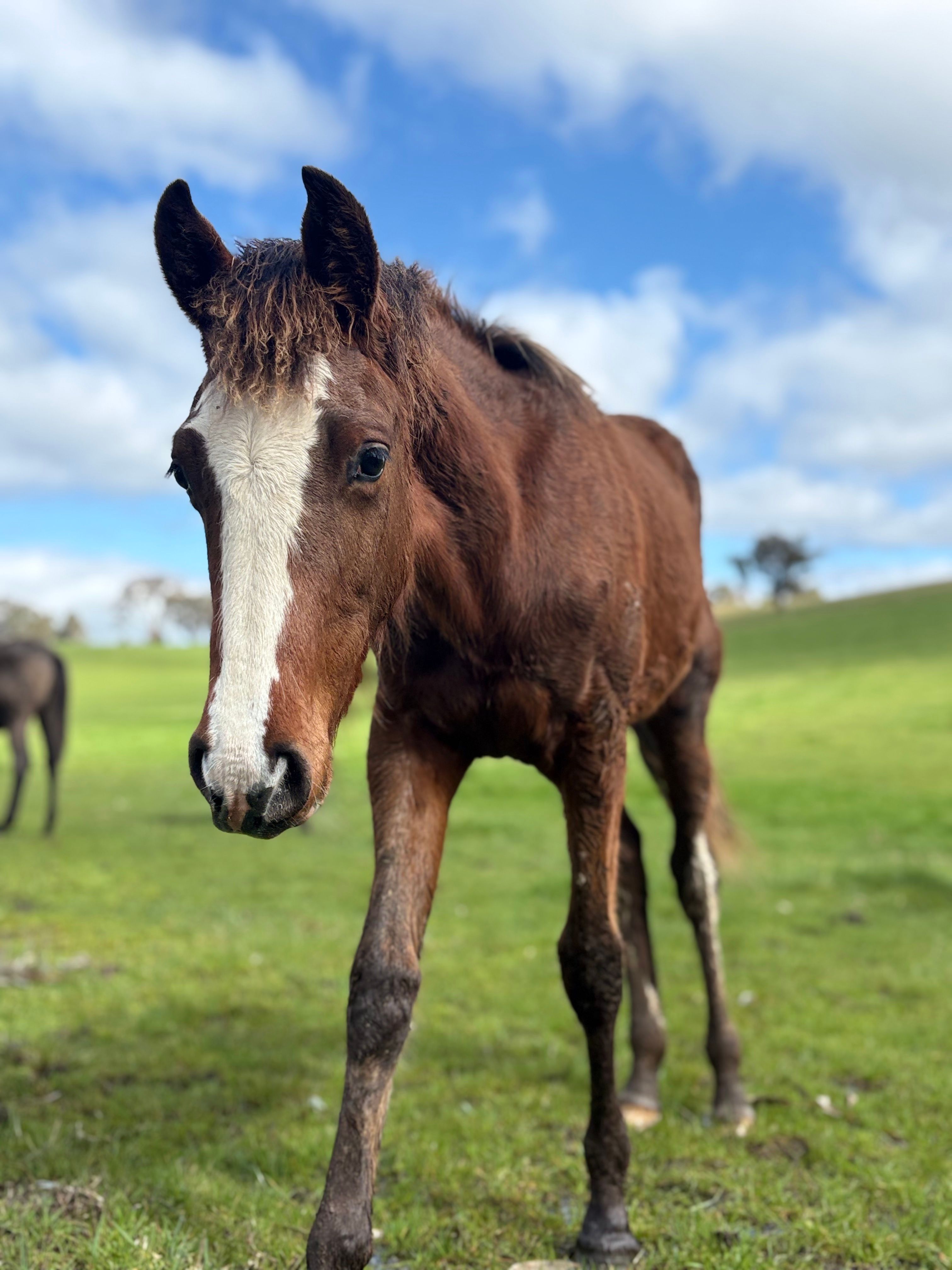 Horse in paddock.