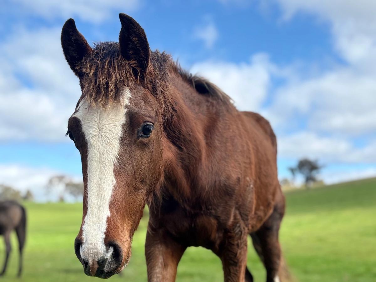 Horse in paddock.