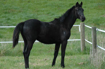 Rubin Royal Colt — photo 2