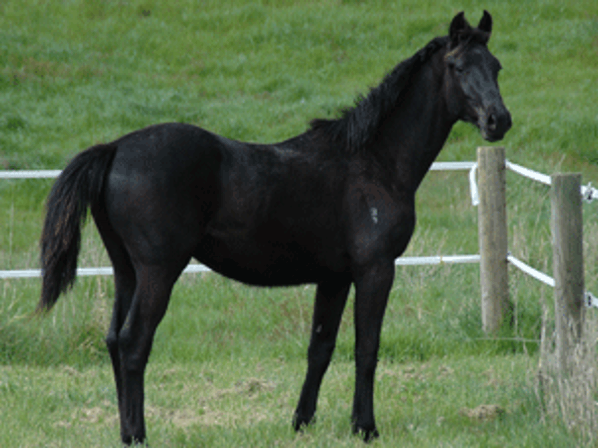 Rubin Royal Colt — photo 2