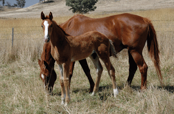 Fürst Romancier Colt