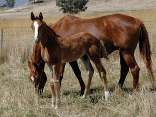 Fürst Romancier Colt