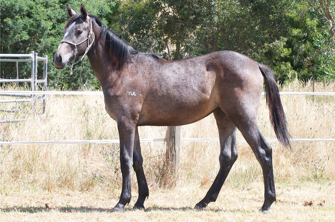 Tulara Compania — photo 2