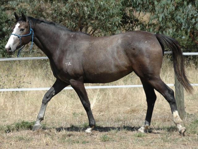 Tulara Conika