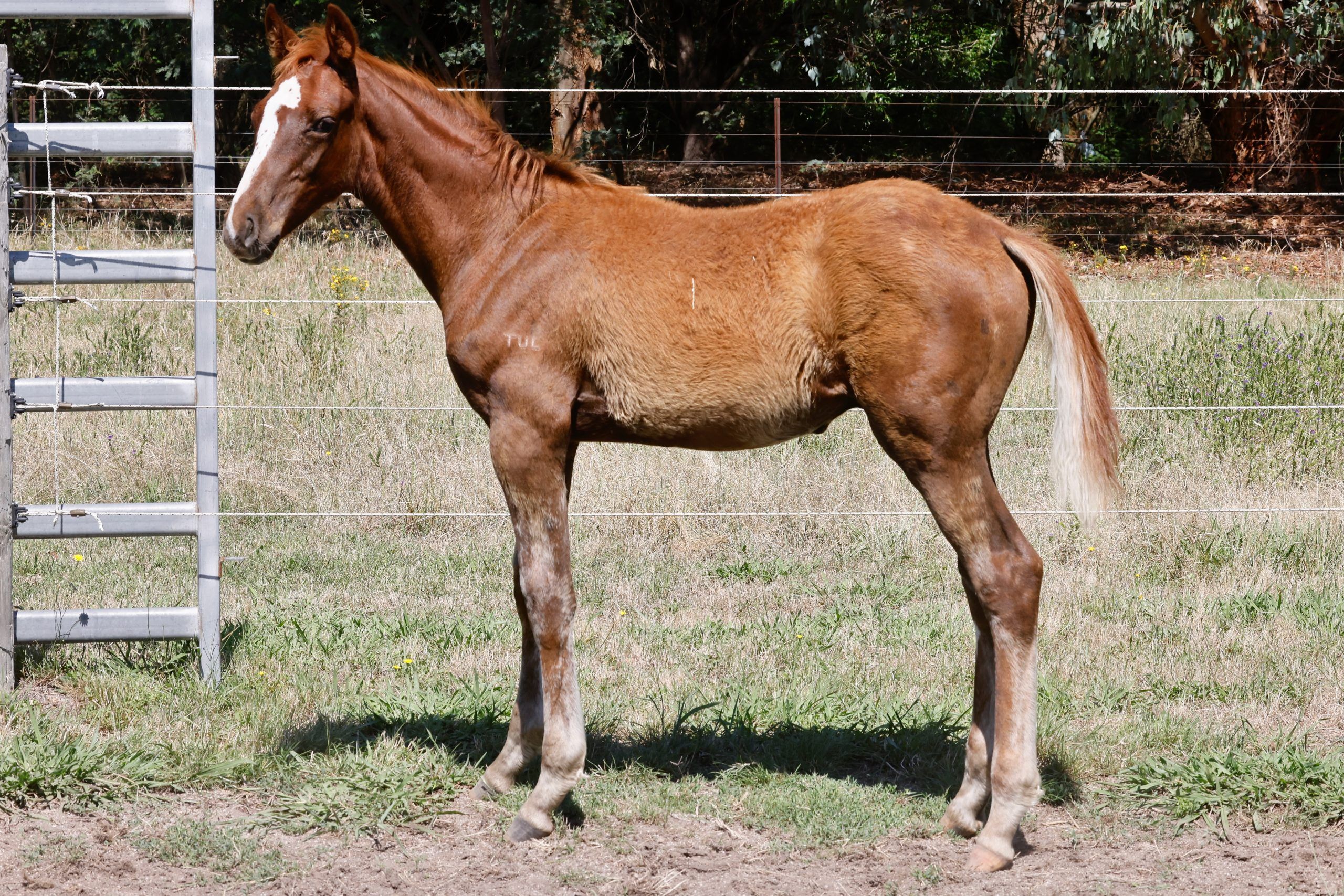Tulara Replix — photo 3