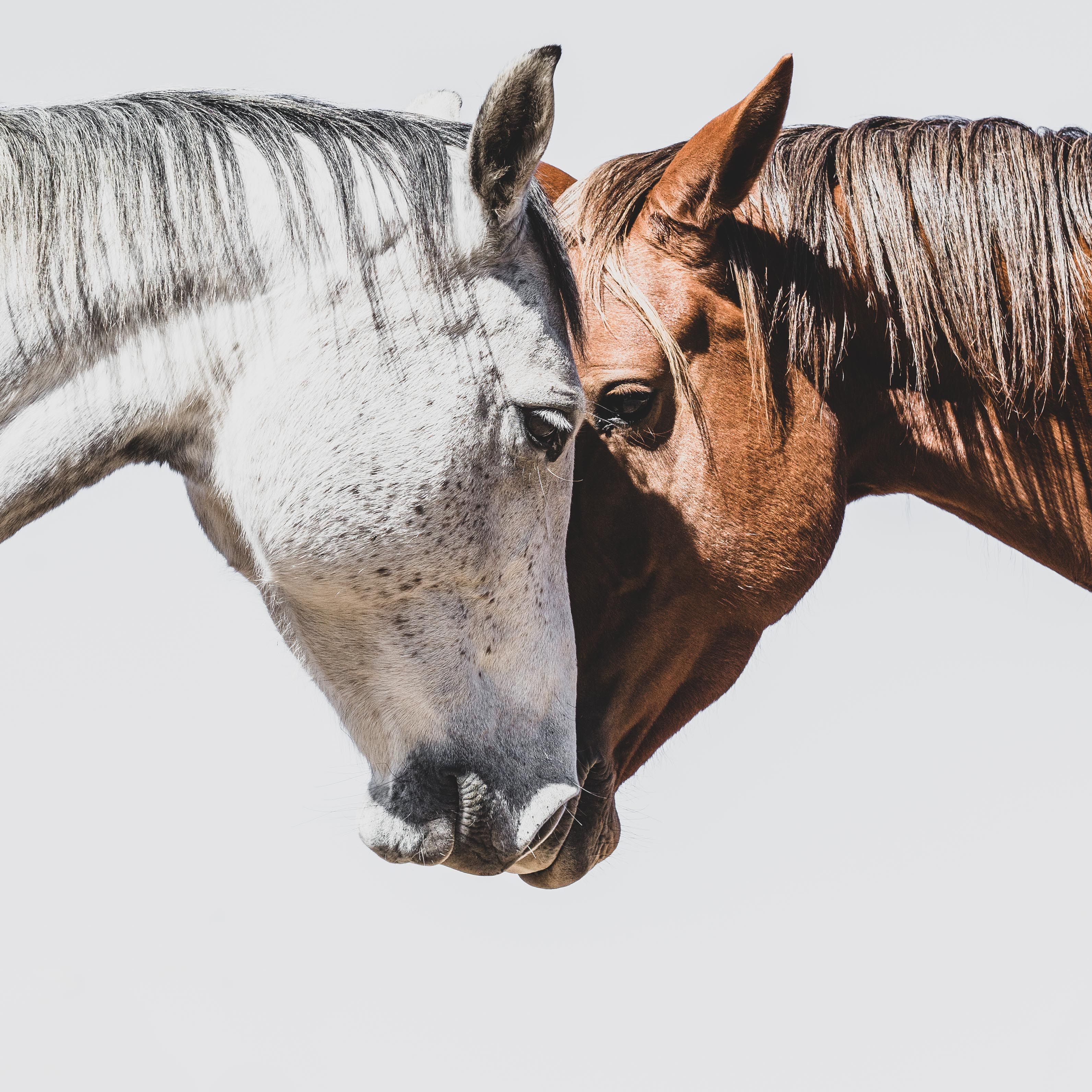 A grey and a chestnut Tulara broodmare resting their heads together