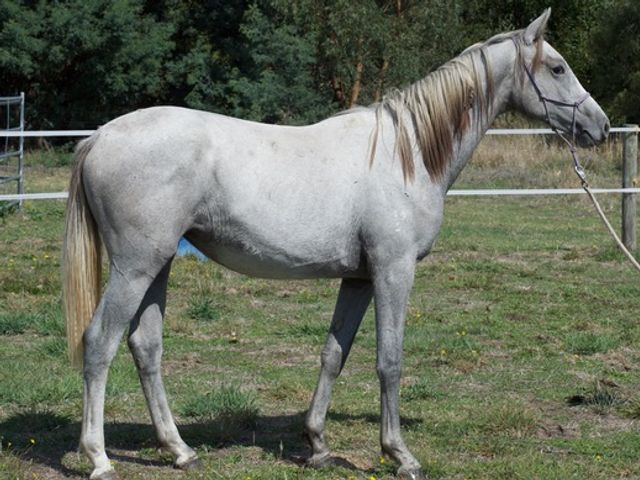 Tulara Zircach