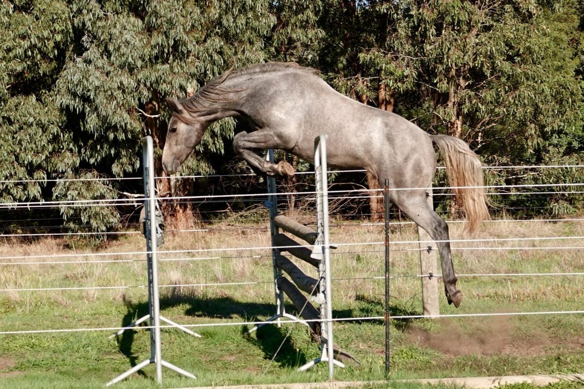 Tulara Checkmate