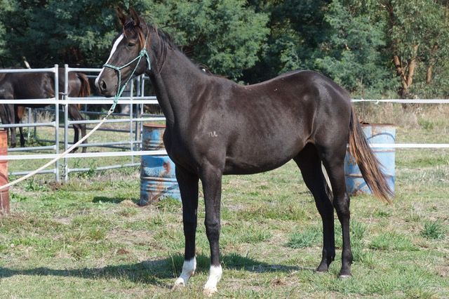 Tulara Flare Filly — photo 2