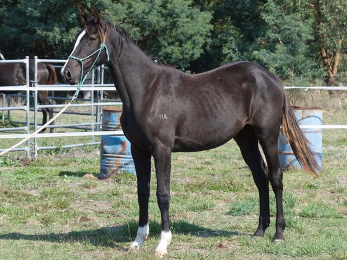 Tulara Flare Filly — photo 2