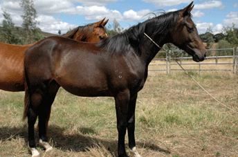 Diarado Colt