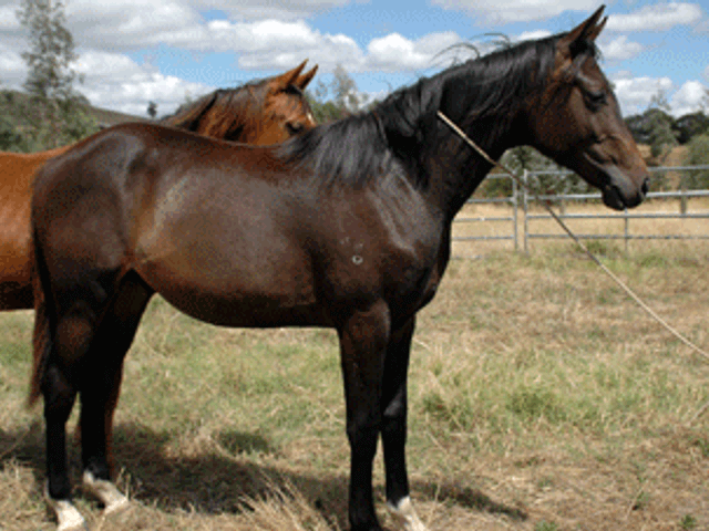 Diarado Colt