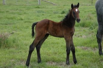 Balou du Rouet / Cornet Obolensky Colt