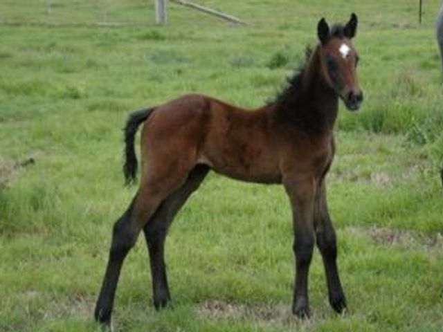 Balou du Rouet / Cornet Obolensky Colt