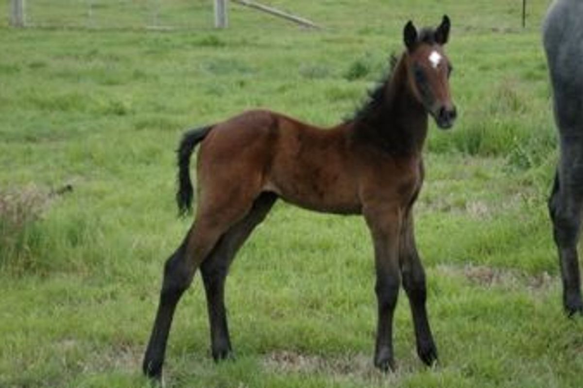 Balou du Rouet / Cornet Obolensky Colt