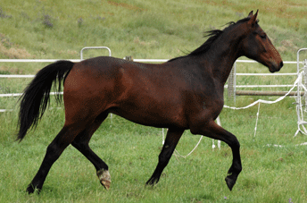 Fidertanz Gelding — photo 2