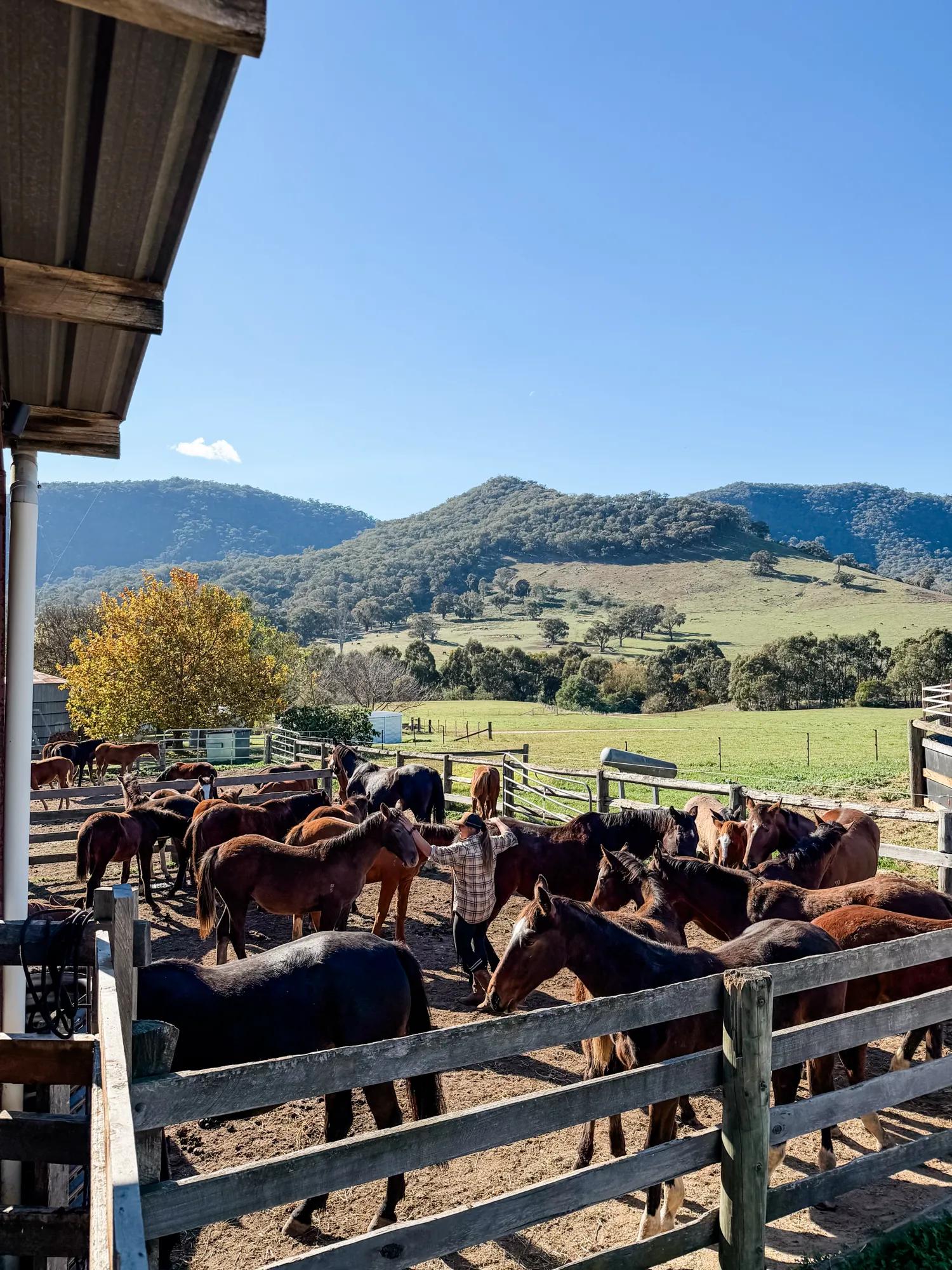 Horses gathered in the Tulara stockyards on an autumn morning, with the High Country ranges beyond