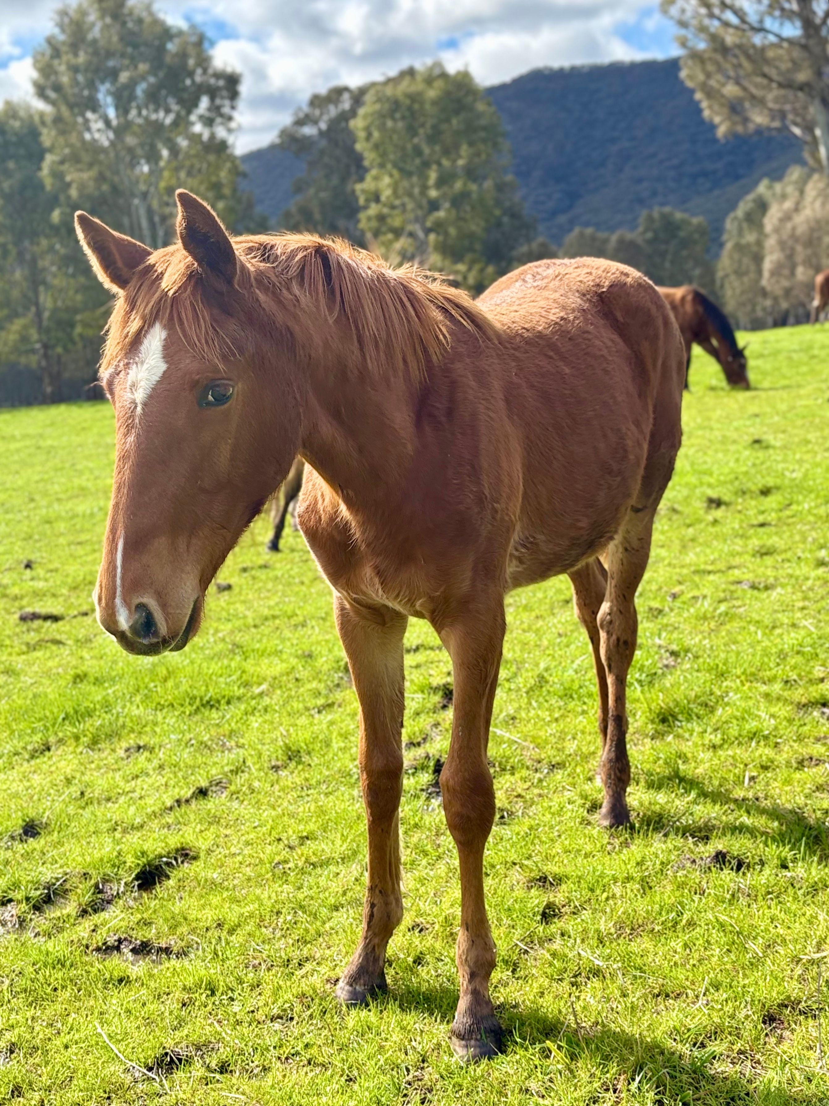 Ermiline in paddock