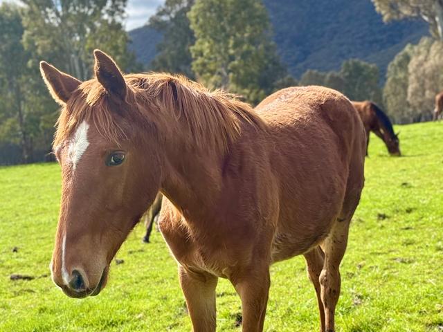 Ermiline in paddock
