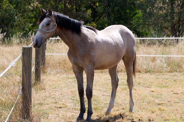 Tulara Companion — photo 4