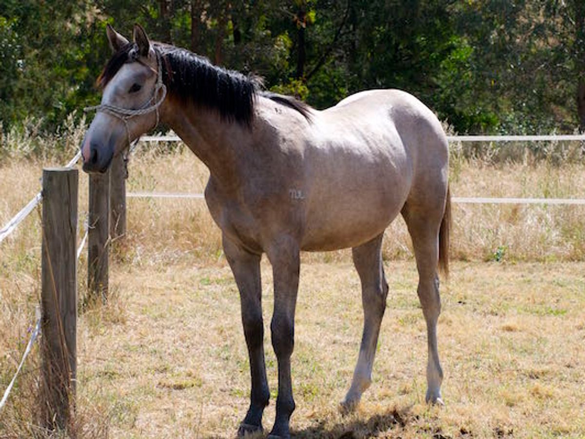 Tulara Companion — photo 4