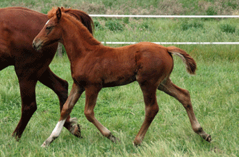 Colman Colt