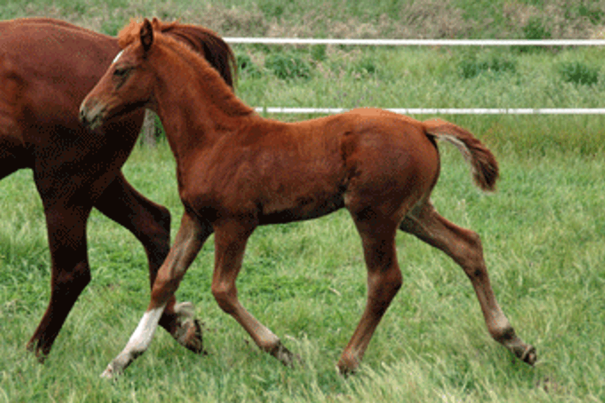 Colman Colt