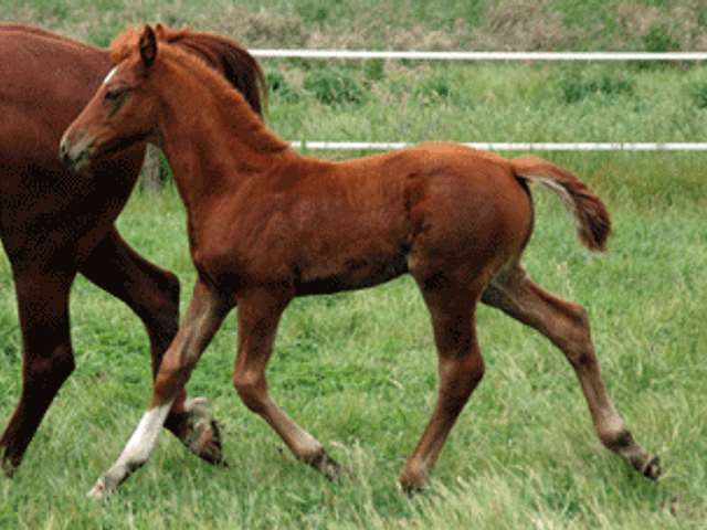 Colman Colt