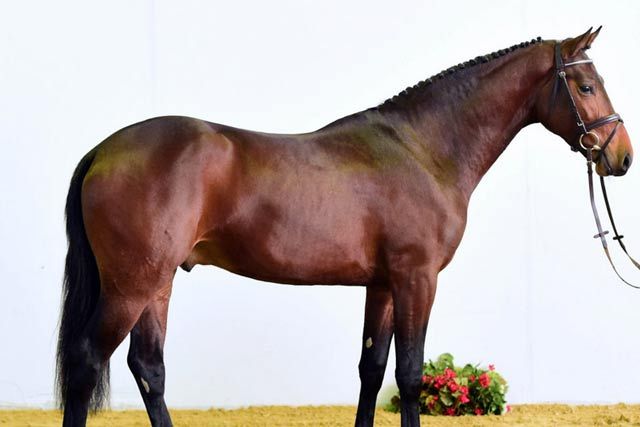 Zinedream