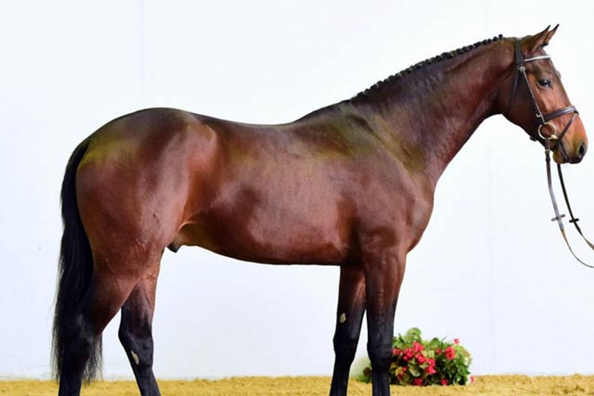 Zinedream