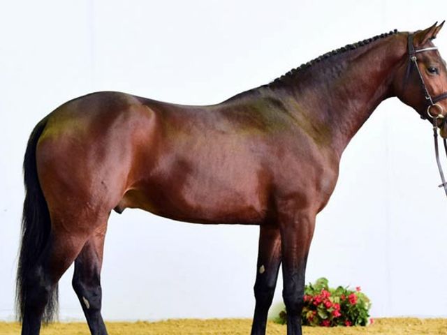 Zinedream