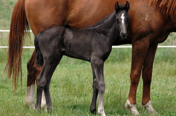 Ampere Colt — photo 2