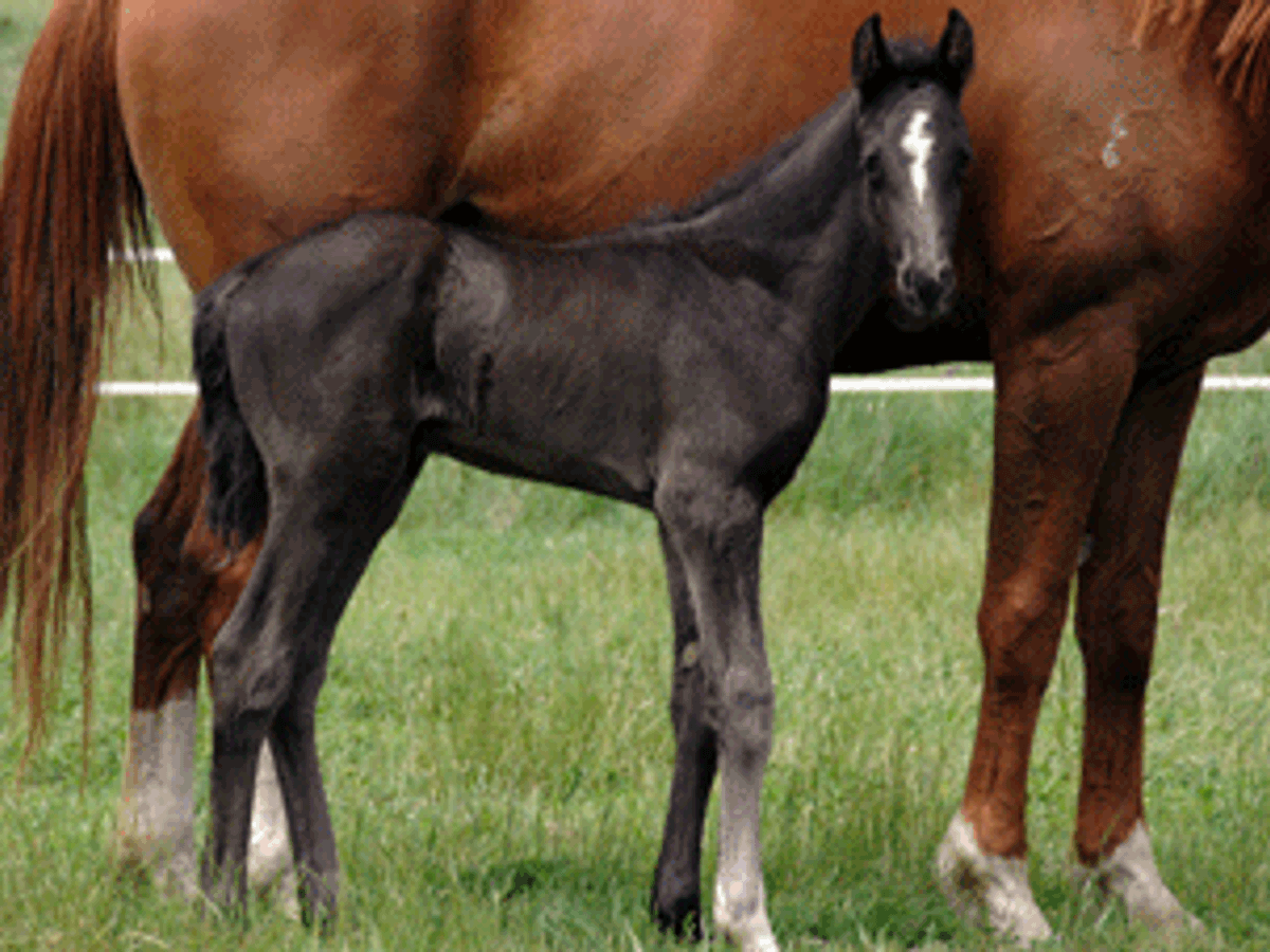 Ampere Colt — photo 2