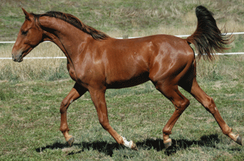 Fidertanz Gelding
